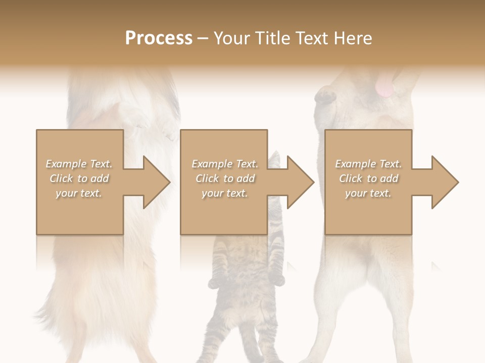 Shiba Collie Shibainu PowerPoint Template