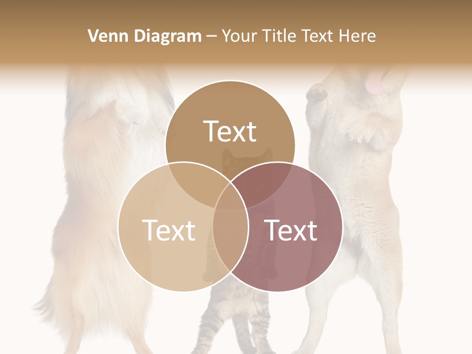 Shiba Collie Shibainu PowerPoint Template