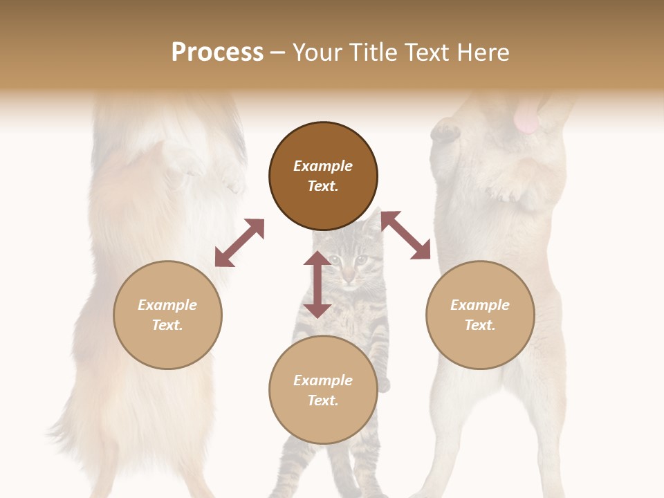 Shiba Collie Shibainu PowerPoint Template