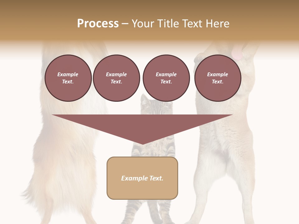 Shiba Collie Shibainu PowerPoint Template