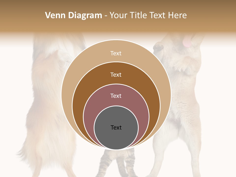 Shiba Collie Shibainu PowerPoint Template