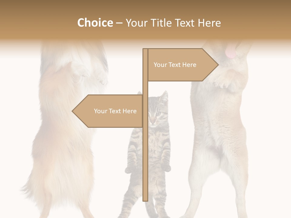 Shiba Collie Shibainu PowerPoint Template