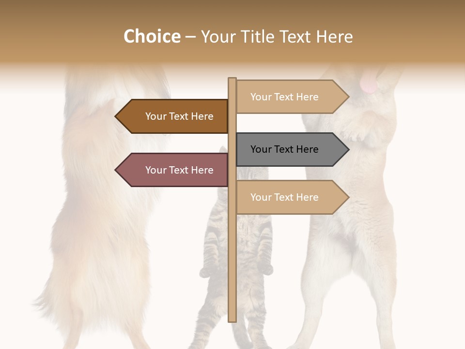 Shiba Collie Shibainu PowerPoint Template