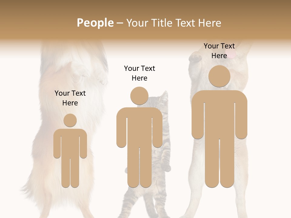 Shiba Collie Shibainu PowerPoint Template