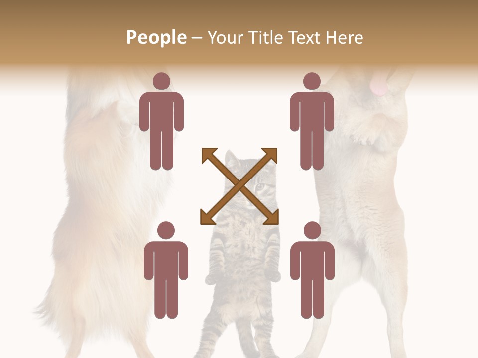 Shiba Collie Shibainu PowerPoint Template