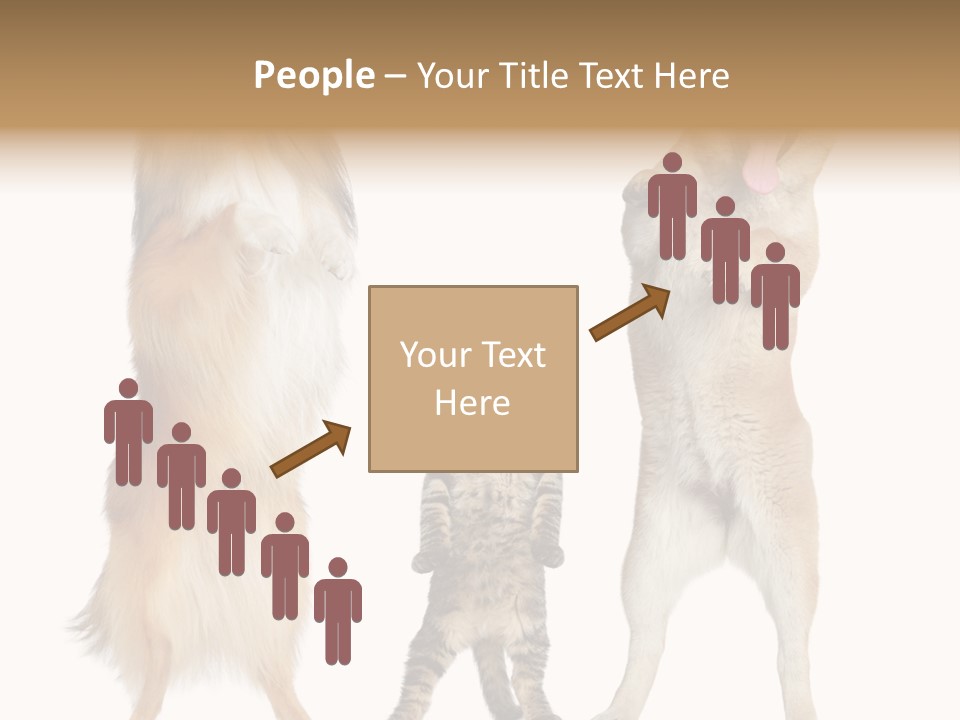 Shiba Collie Shibainu PowerPoint Template