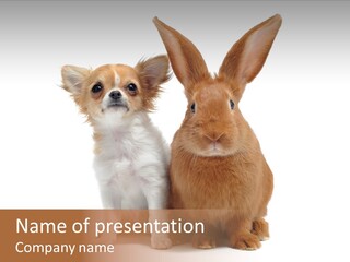 Dog Friendship Animal PowerPoint Template