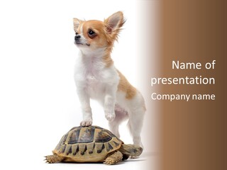 Hermanns Tortoise Cute Tortoise PowerPoint Template