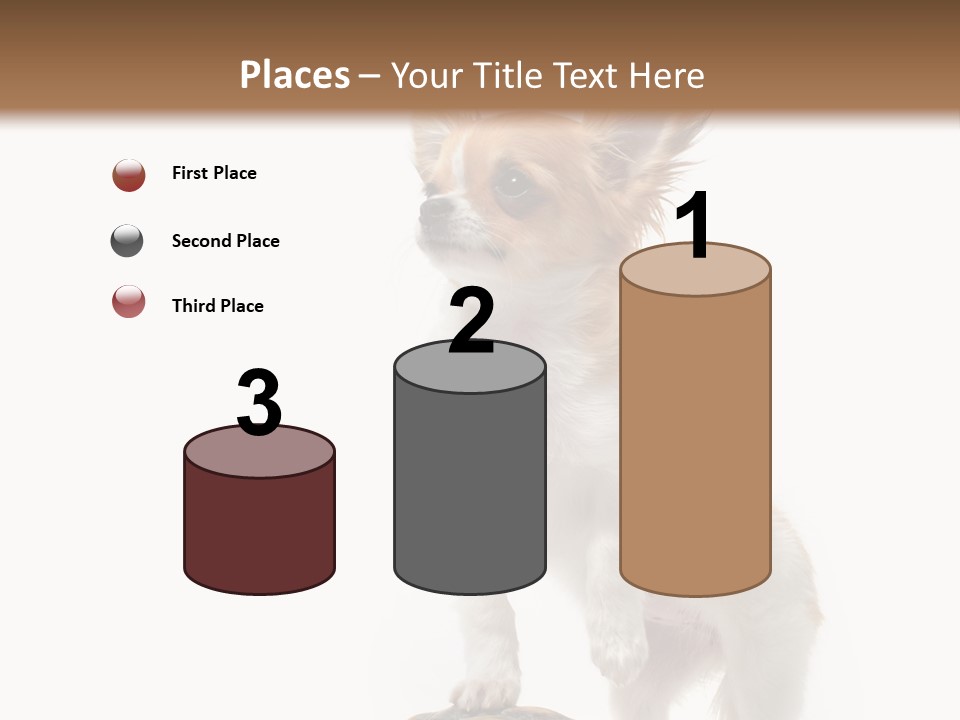 Hermanns Tortoise Cute Tortoise PowerPoint Template