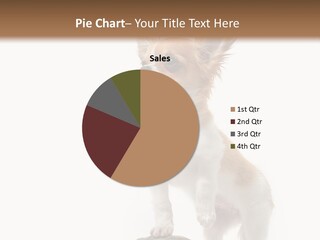 Hermanns Tortoise Cute Tortoise PowerPoint Template