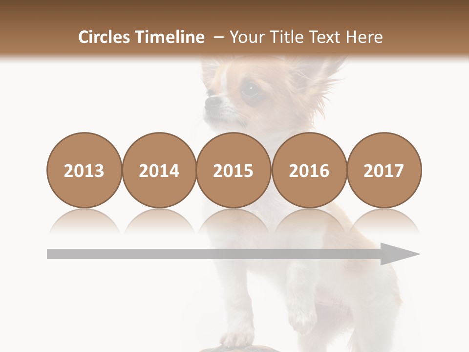 Hermanns Tortoise Cute Tortoise PowerPoint Template