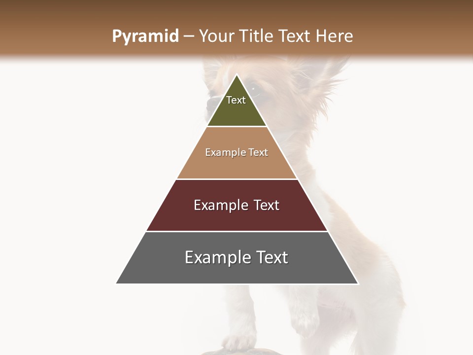Hermanns Tortoise Cute Tortoise PowerPoint Template