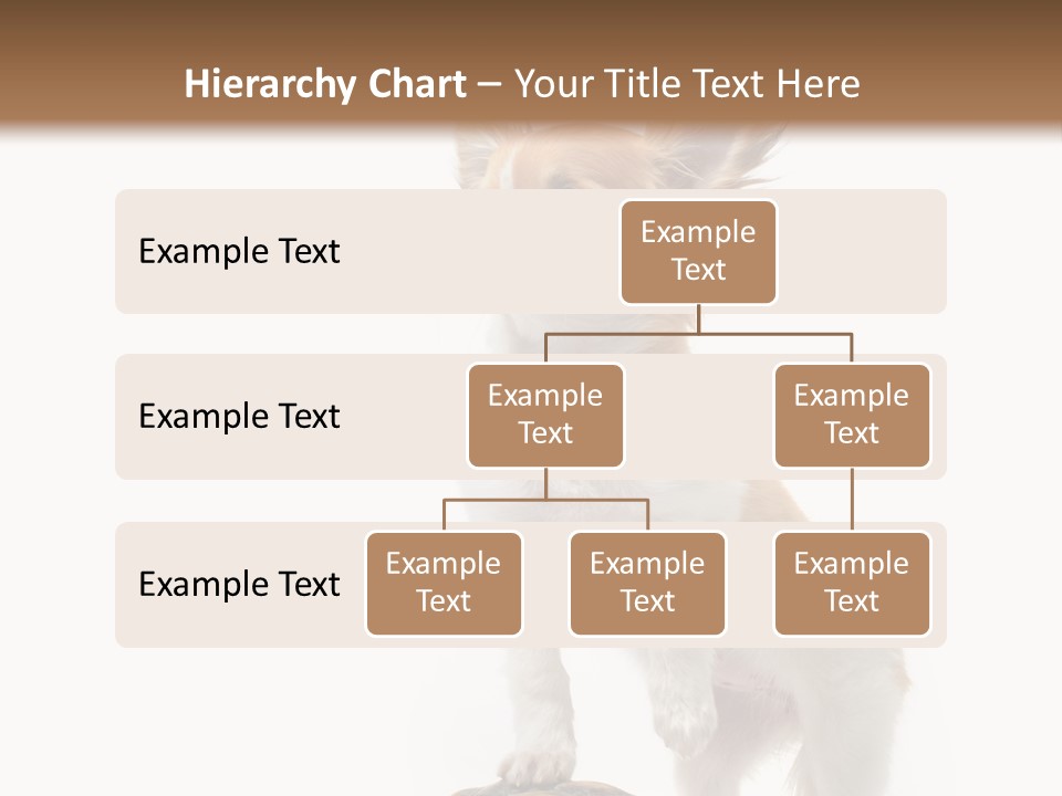 Hermanns Tortoise Cute Tortoise PowerPoint Template