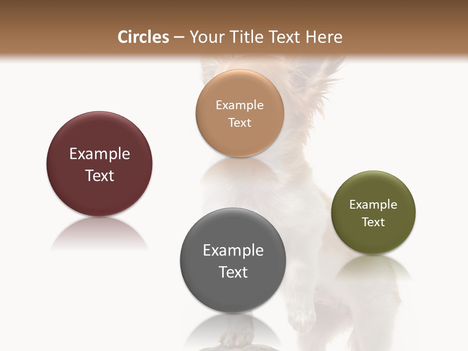 Hermanns Tortoise Cute Tortoise PowerPoint Template