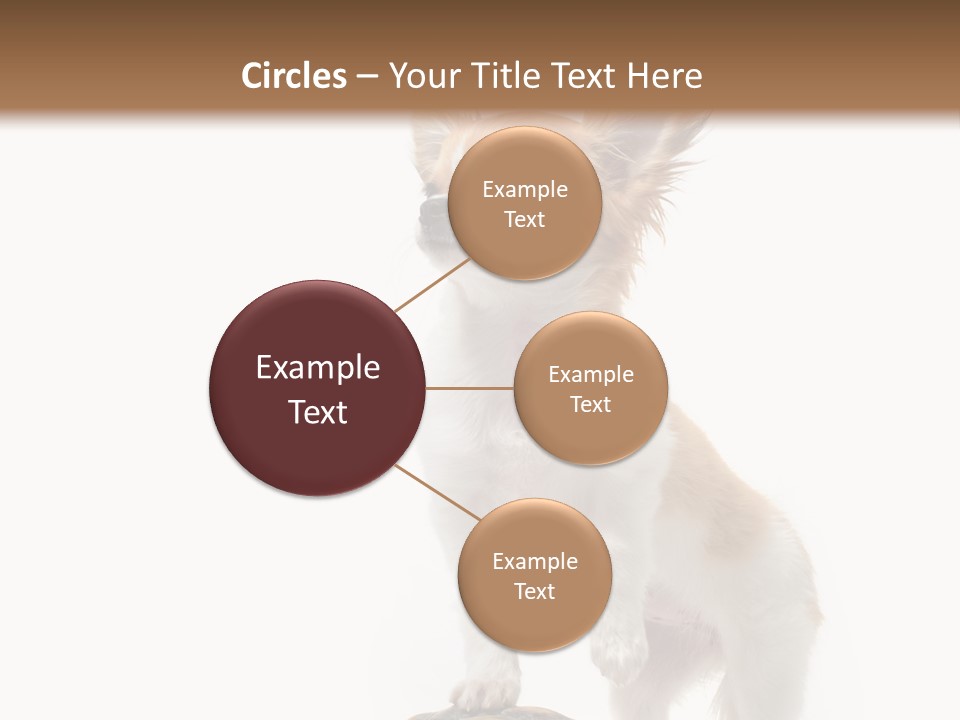 Hermanns Tortoise Cute Tortoise PowerPoint Template
