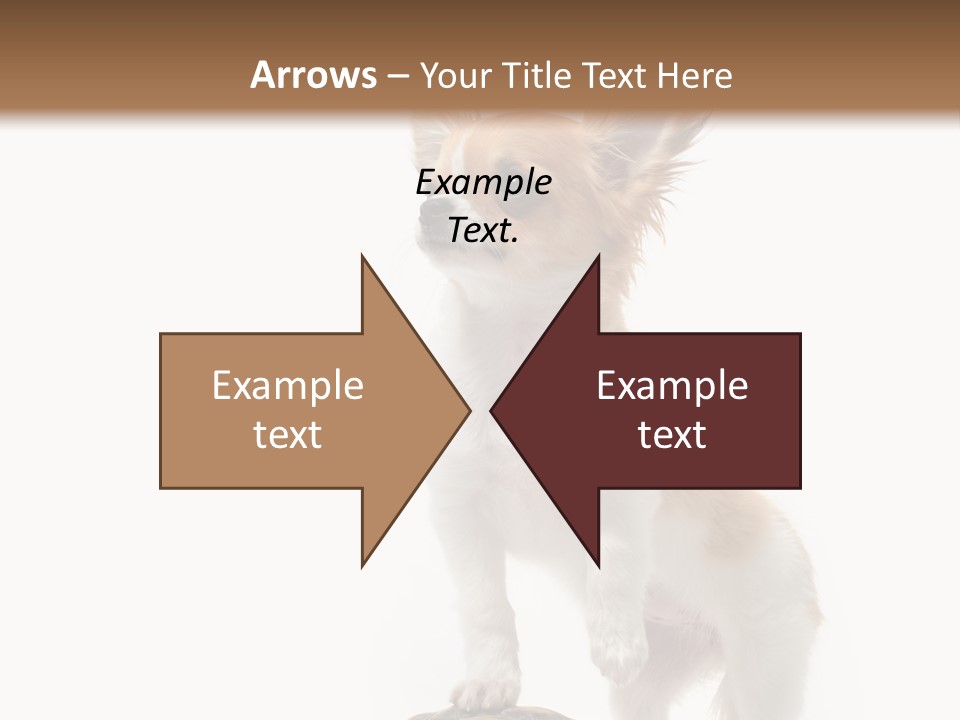 Hermanns Tortoise Cute Tortoise PowerPoint Template