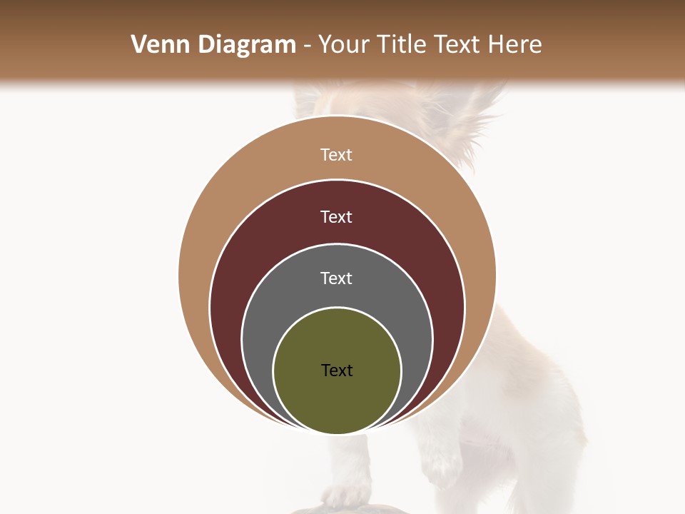 Hermanns Tortoise Cute Tortoise PowerPoint Template