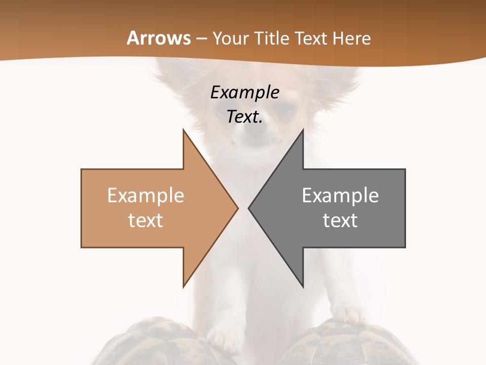 Two Reptile Brown PowerPoint Template