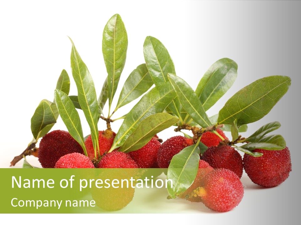 Leaf Waxberry Gourmet PowerPoint Template