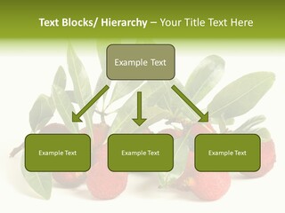 Leaf Waxberry Gourmet PowerPoint Template
