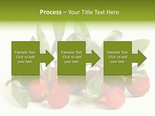 Leaf Waxberry Gourmet PowerPoint Template