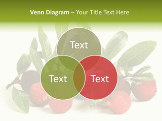 Leaf Waxberry Gourmet PowerPoint Template