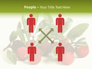 Leaf Waxberry Gourmet PowerPoint Template