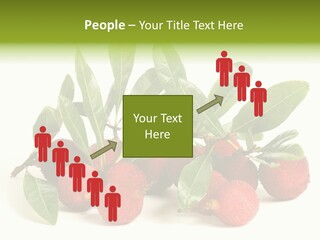 Leaf Waxberry Gourmet PowerPoint Template