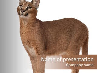 Looking Lynx Cat Ears PowerPoint Template