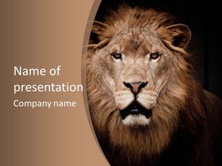 Wild Furry Closeup PowerPoint Template