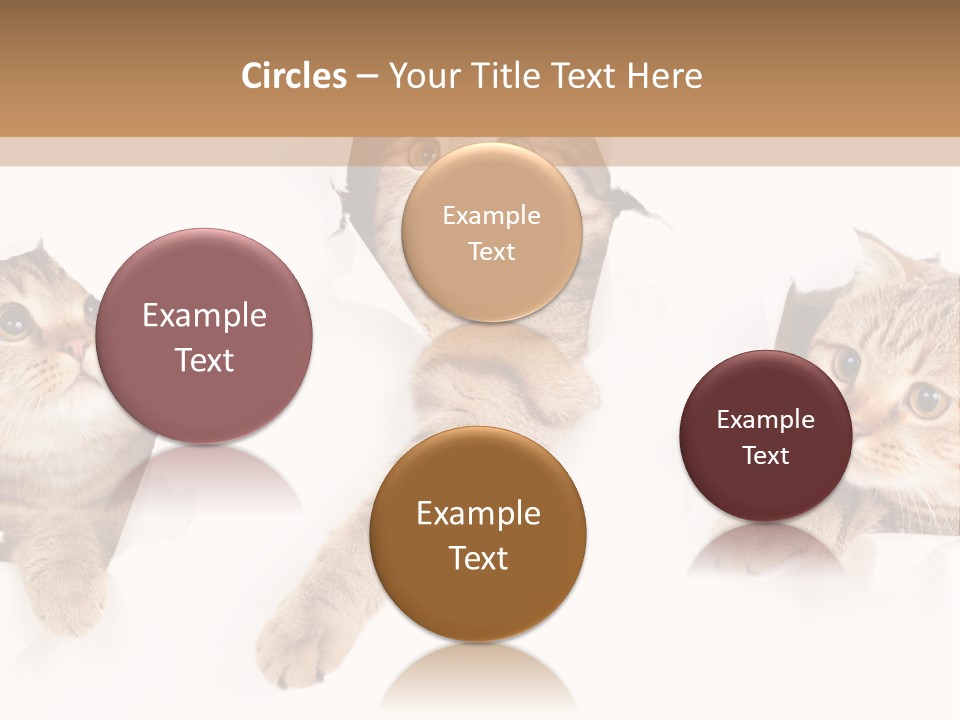 Hole Pedigreed Isolated PowerPoint Template