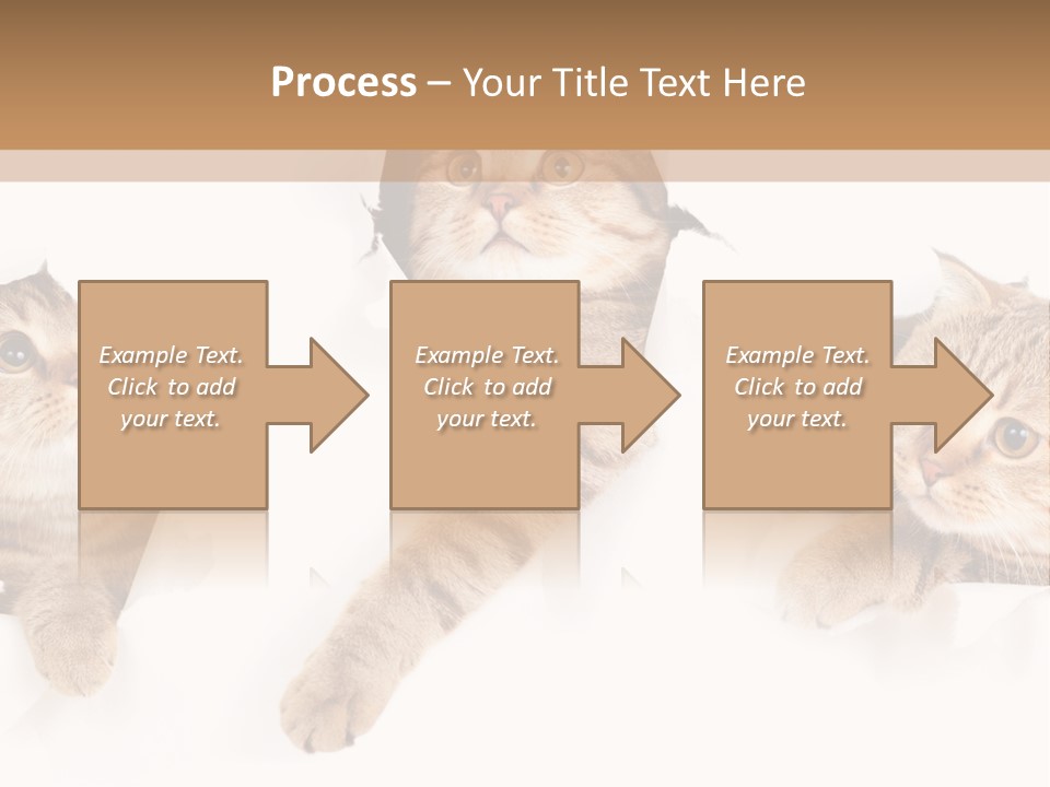 Hole Pedigreed Isolated PowerPoint Template