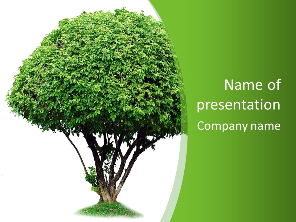 Wood Green Maple PowerPoint Template