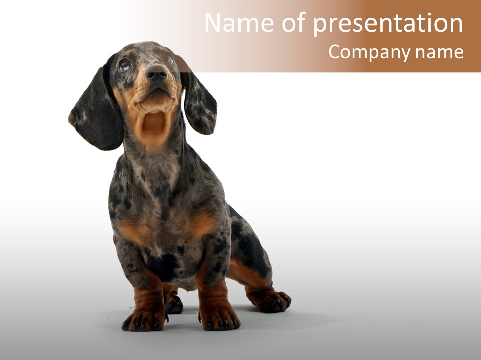 Dog Black Domestic PowerPoint Template