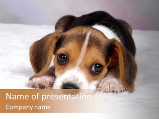 Laying Beagle Rabbit PowerPoint Template