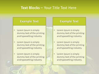 Vivid Vegetation Grape PowerPoint Template