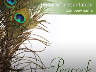 Green Tail Male PowerPoint Template