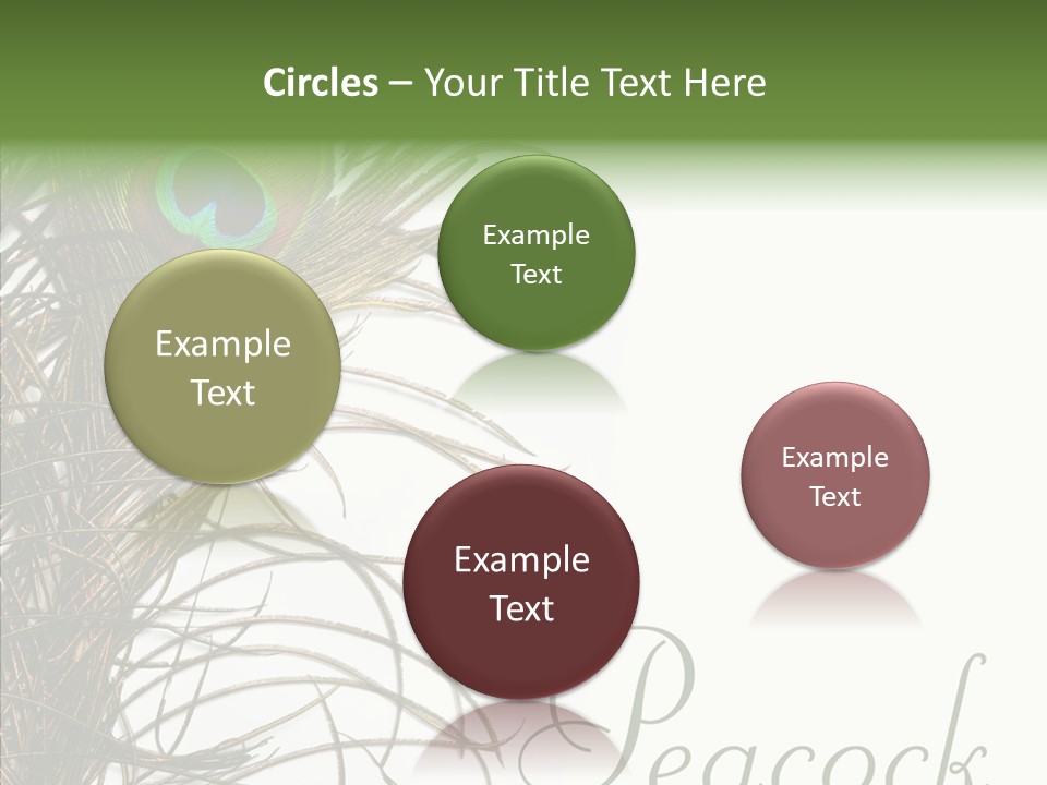 Green Tail Male PowerPoint Template