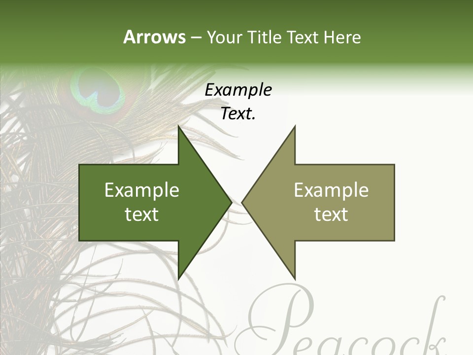 Green Tail Male PowerPoint Template