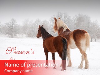 Looking For Santa Two Horses Small Horse PowerPoint Template