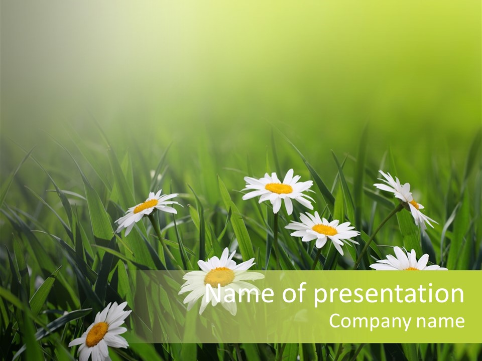 Daisy Beauty Herbal PowerPoint Template