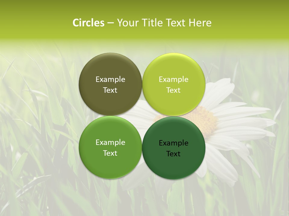 Macro Light Meadow PowerPoint Template
