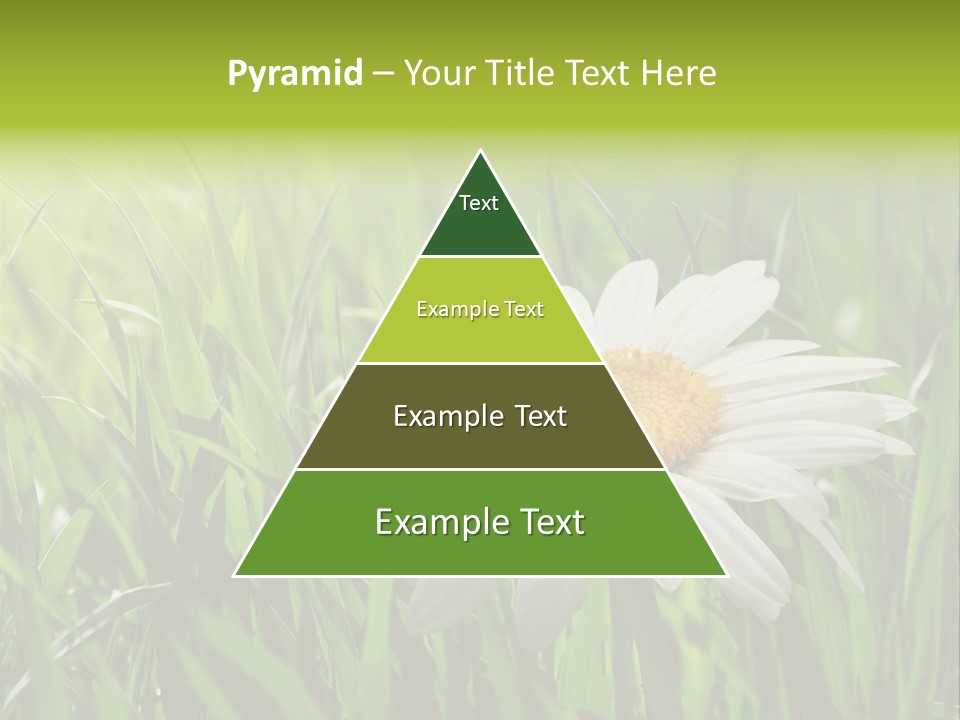 Macro Light Meadow PowerPoint Template