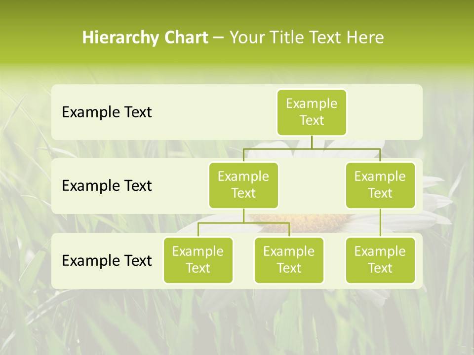 Macro Light Meadow PowerPoint Template