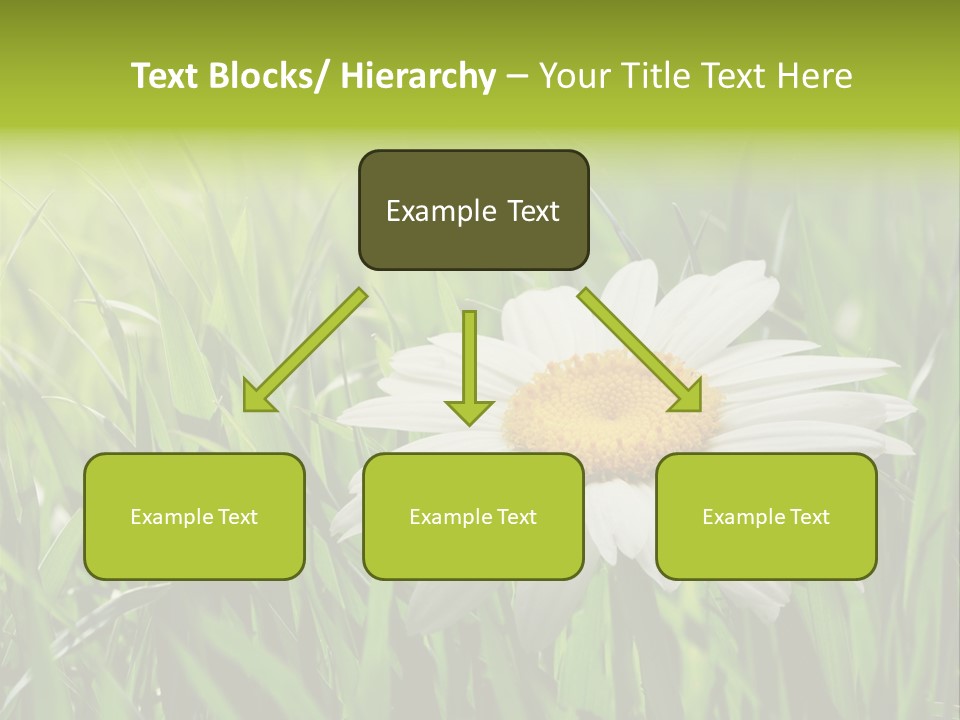 Macro Light Meadow PowerPoint Template