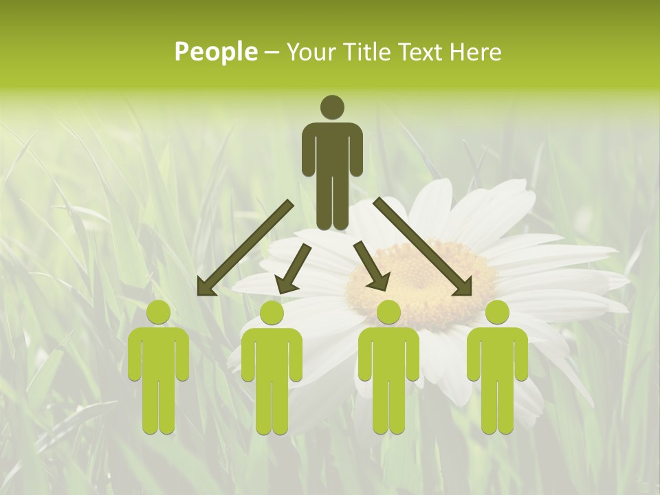 Macro Light Meadow PowerPoint Template