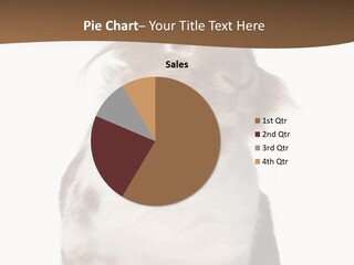 Animal Cut Out Furry PowerPoint Template