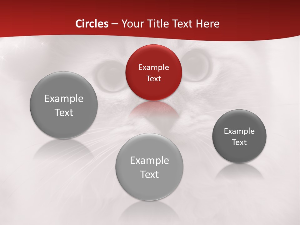 Hat Kitten Cat PowerPoint Template