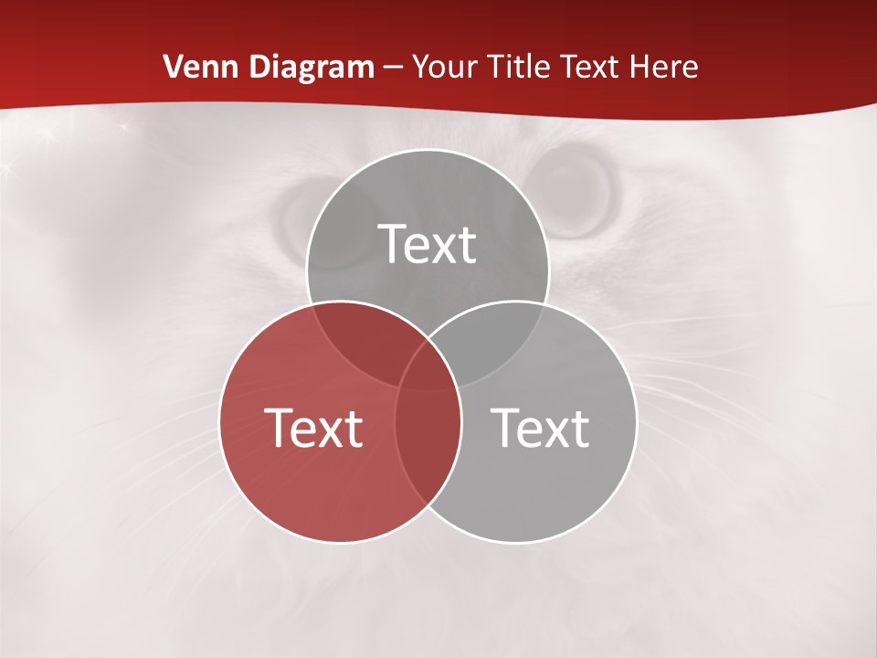 Hat Kitten Cat PowerPoint Template