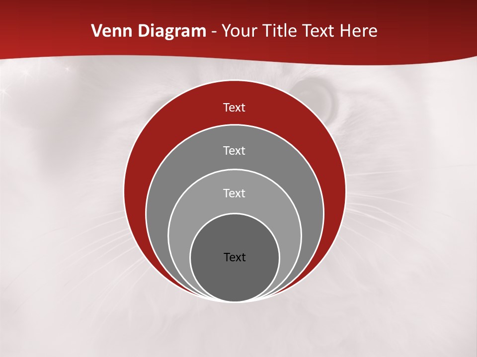 Hat Kitten Cat PowerPoint Template